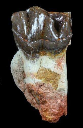 Hyracodon (Running Rhino) Tooth - South Dakota #60951